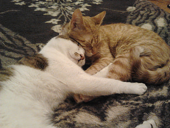 Sleeping couple, white, kitty, couple, cat, sleeping, orange HD wallpaper