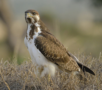 Buzzard (Animal), Fascinating buzzards, Wildlife , Bird graphy HD wallpaper