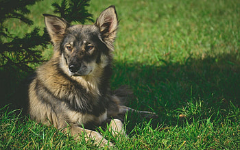 Animals, Grass, Lies, Dog, Shadow HD wallpaper