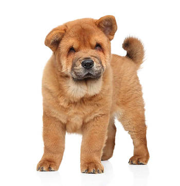 Chow Chow, Puppies for sale, Dogable HD phone wallpaper