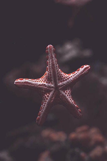 Animals, Sea, Starfish, Being, Creature, Under Water, Underwater HD phone wallpaper