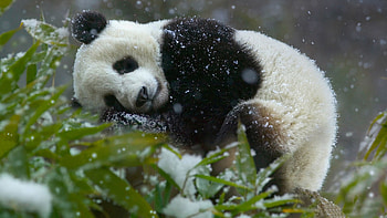 Panda Bear - JnsrmgkSB i-Journal HD wallpaper