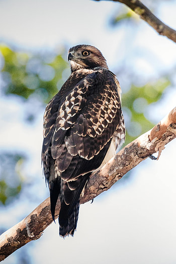 Animals, Bird, Wood, Tree, Predator, Buzzard HD phone wallpaper