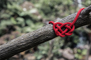Love, Wood, Tree, Heart, Ripe, Rope, Speletal HD wallpaper