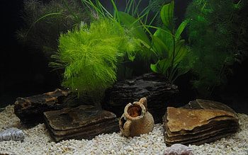 fish aquarium background printable, Freshwater Aquarium HD wallpaper