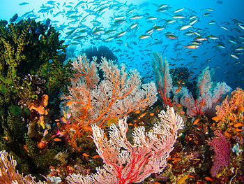 Life on the reef, Underwater world, Flock of fish HD wallpaper