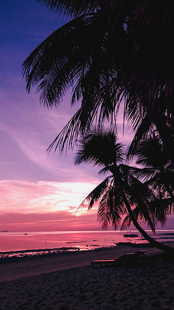 Palm tree sunset , Serene sunset views, Coastal beauty, Tropical bliss HD phone wallpaper