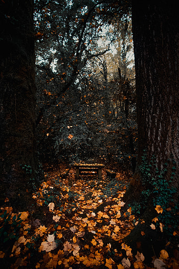 Nature, Trees, Autumn, Forest, Foliage HD phone wallpaper