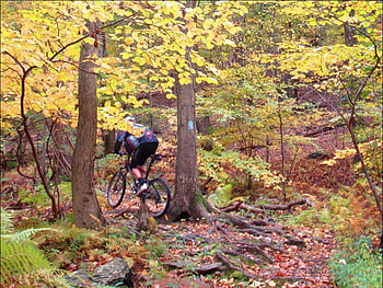 Forest ride, bicycle, other, trees, nature, people HD wallpaper