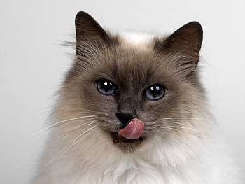 Animals, Cats HD wallpaper