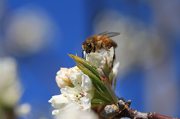 Bee-friendly farming, Environmental awareness, Protecting bees, Sustainable practices HD wallpaper