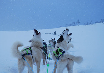 CACHORRO DA NEVE, neve, animal, cachorro, fauna, natureza HD wallpaper