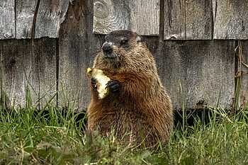 Groundhog Day munching, Emerging marmots, Scientific shadows, Fascinating behavior HD wallpaper