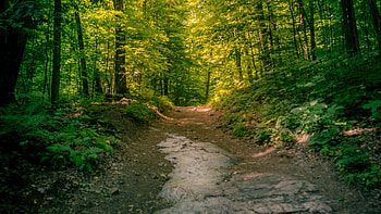 Path Between Bushes Trees Forest With Sunlight Nature HD wallpaper