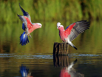 Parrots, Animals, Birds, Rivers, Feather, Wood, Wooden, Color, Wave, Stump, Sweep HD wallpaper