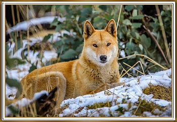 DINGO, NATURE, DOG HD wallpaper