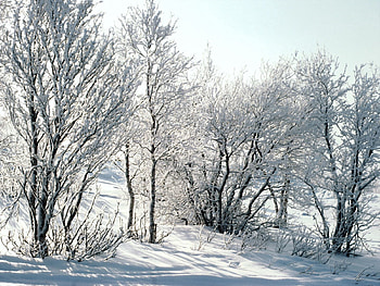 Nature, Trees, Snow, Birches, Branches, Frost, Hoarfrost HD wallpaper