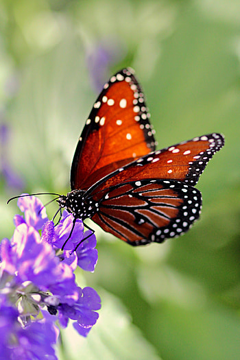 Animals, Flower, Pattern, Butterfly, Wings HD phone wallpaper