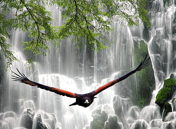 Beautiful waterfalls & Eagle, eagle flies, green-leaved trees, cliffs, beautiful waterfalls HD wallpaper