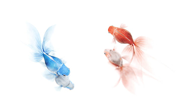 Animals, Fishes, Multicolored, To Swim, Swim, Fish HD wallpaper
