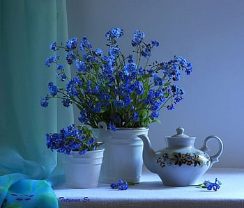 Forget-me-nots, graphy, Blue, Kettle, Petals, Flowers, Bokeh HD wallpaper