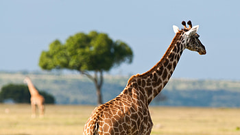 Giraffe back Africa desert, ultra HD wallpaper