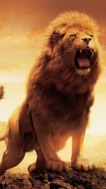 Narnia lion, Sony Xperia HD phone wallpaper