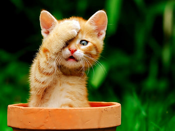 Cats, Animals HD wallpaper