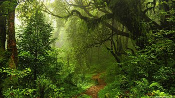 Amazon forest, Nature's glory, Enigmatic landscapes, Biodiversity haven HD wallpaper