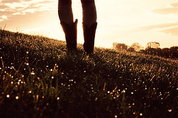 Cowgirl's Boots, style, fun, cowgirls, fashion, outdoors, ranch, westerns, girls, women, boots, female HD wallpaper