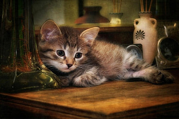 Cat, kitten, kitty, cats, cute, sleepy, sleeping, beauty, animals, hat, sweet, beautiful, paws, cat face, pretty, face, lovely HD wallpaper