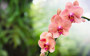 Lilac orchids, Orchid branch, Tropical flowers, High-quality HD wallpaper
