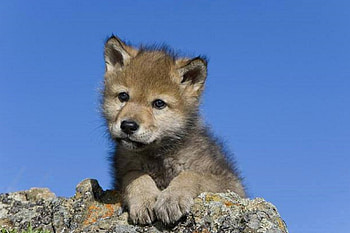 I'M LITTLE BUT A REAL WOLF, puppy, Wolves, cub, animals, Wolf, sky, nature HD wallpaper