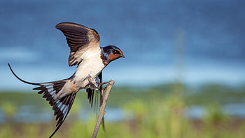 Swallow full , High-resolution , Avian beauty, Nature-inspired HD wallpaper