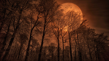 Mega Moonglow, night, moonlight, moon, red, huge, trees, sky, dark HD wallpaper