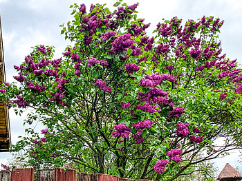 Liliac, ser, ger, aer, cer HD wallpaper