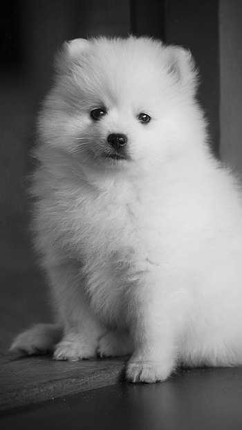 Pocket Fluff: Puppy, Animal, puppy HD phone wallpaper
