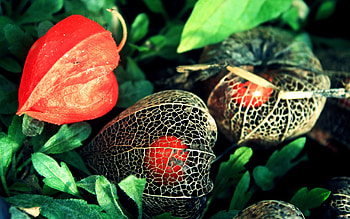 Flowers, Background, Macro, Berry, Physalis, Fisalis HD wallpaper