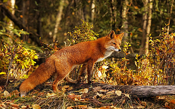 Red Fox in Autumn, forest, animal, leaves, fall, trees, colors, predator HD wallpaper
