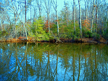 Forest, forests, nature HD wallpaper