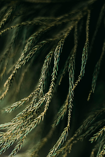 Needle, Plant, Macro, Branches HD phone wallpaper