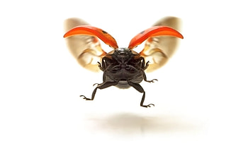 ladybird, wings, bug, nature, fly HD wallpaper