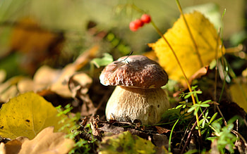 Penny bun, Forest Mushrooms HD wallpaper