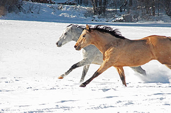 2 beautiful horses, cute, horses, horse HD wallpaper
