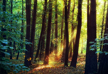 Sunlight in Forest, cool, in forest, sunlight HD wallpaper