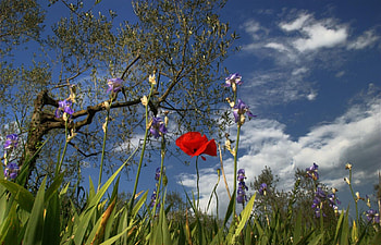 full flowers field, sky, field HD wallpaper