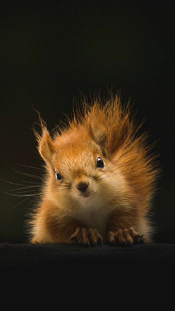 Cute critter, animal , Heartwarming beauty, Nature's adorable creation HD phone wallpaper