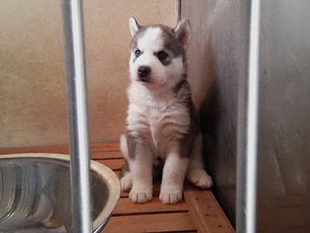 angel (dea first pregnant child), dog, puppies, husky HD wallpaper