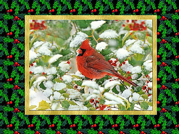 Christmas cardinal, winter, holiday, bird, christmas, cardinal HD wallpaper