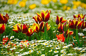 Flowers, Tulips, Camomile, Blur, Smooth, Flower Bed, Flowerbed, Sunny HD wallpaper